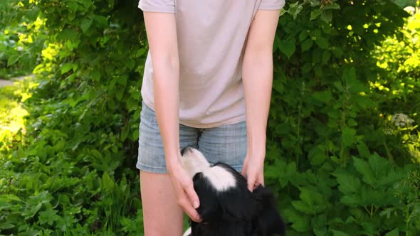 Smiling Young Attractive Woman Stroking Playing with Cute Puppy Dog Border Collie on Summer Outdoor