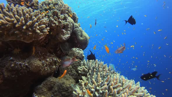 Tropical Colourful Underwater Seascape