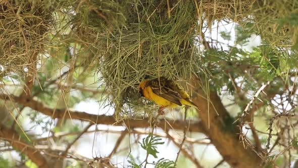 Yellow Weaver Bird