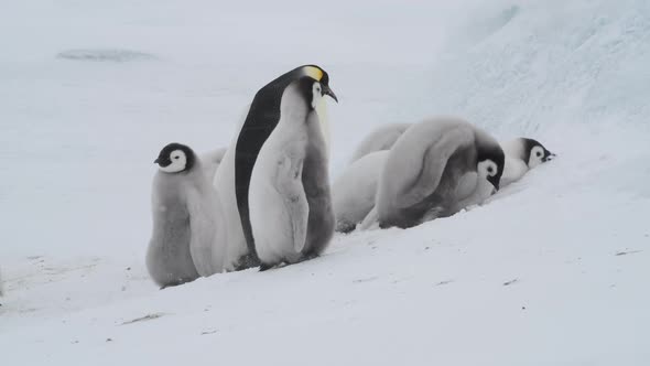 Emperor Penguins with Chicks Close Up in Antarctica