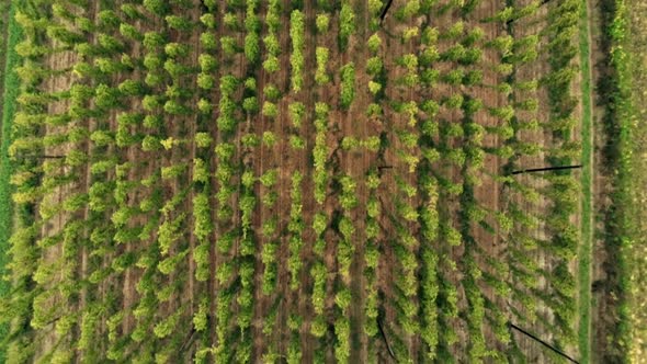 Aerial Agricultural Landscape with Humulus Hop Cultivation for Beer Brewing