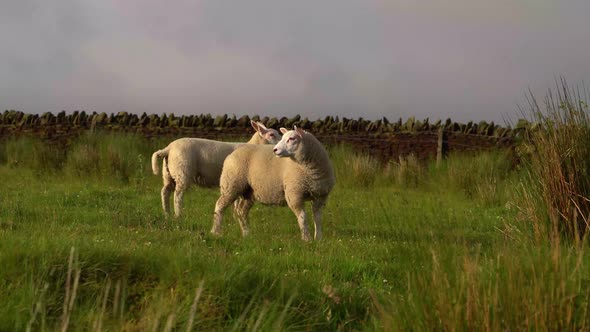 A group of sheep stood in a green field