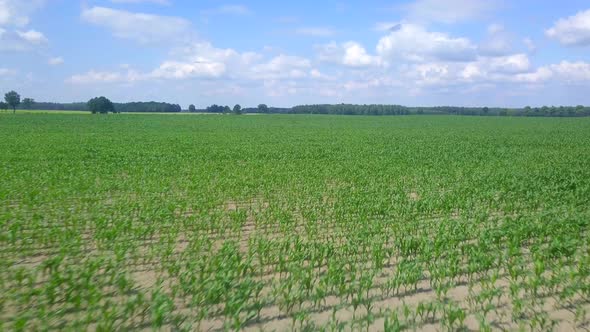 Aerial with Flight Over Young Maize Field