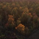 Aerial view of a forest at sunset - VideoHive Item for Sale