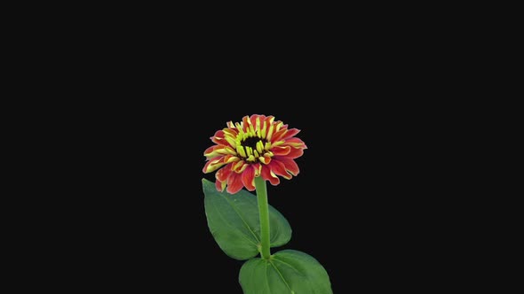 Time-lapse of opening and dying orange Zinnia flower