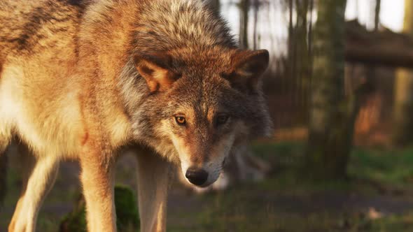 Close up portrait grey wolf in a forest  lanscape during sunset.