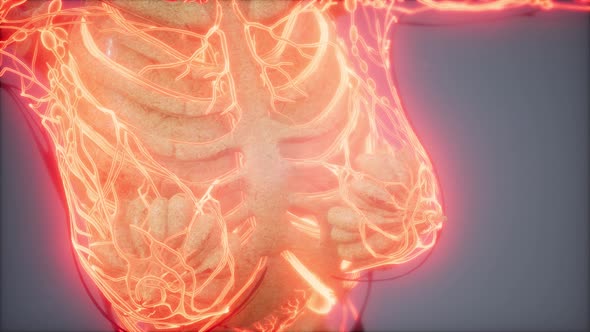 Blood Vessels of Human Body alt