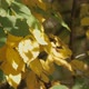 Autumn Landscape Plants (1) - VideoHive Item for Sale