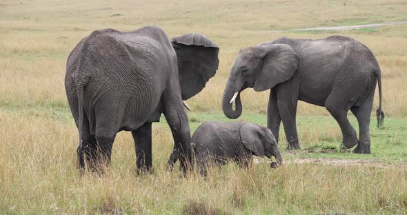 African Elephant, loxodonta africana, Group eating Grass, Masai Mara Park in Kenya, Real Time 4K