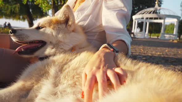 Young woman walking her cute Akita Inu dog in park on sunny day. Lovely pet