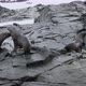 SLO MO MS Southern elephant seals (Mirounga leonina) on rocks at Torgersen Island / Antarctic Penins - VideoHive Item for Sale