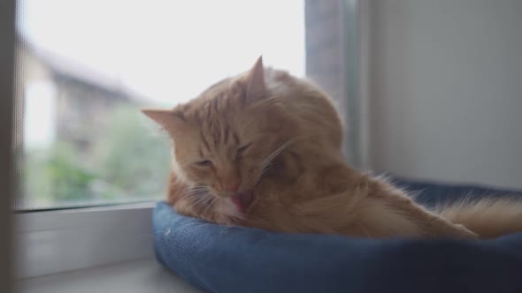 Adult Ginger Cat Licks Itself with Its Tongue Near the Window on a Bed for Animals Outside the