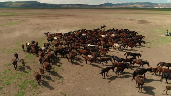 Herd Horse Cappadocia
