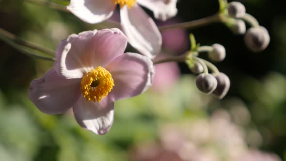 Swinging of Japanese anemone hybrida flower on the wind 4K close-up video