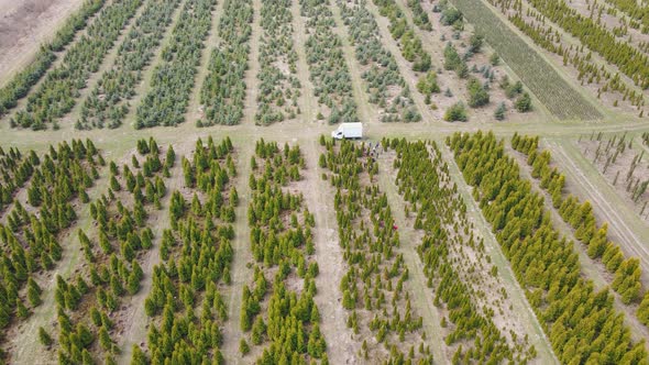 Above View of Coniferous Trees Plantation Planted in Rows in Daytime