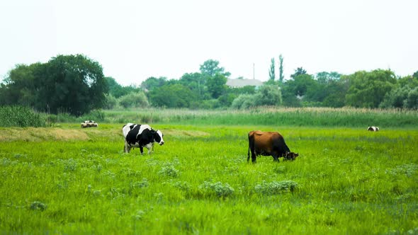 Black and White and Brown Milk Cows Graze In the Meadow on Summer Cloudy Day. Farm Landscape