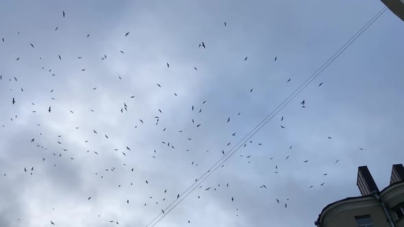 a Flock of Birds Flies in the Sky with Gloomy Clouds in the City