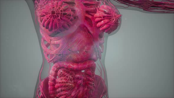 Anatomy Tomography Scan of Human Body alt