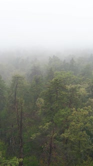 Vertical Video Fog in the Forest Aerial View