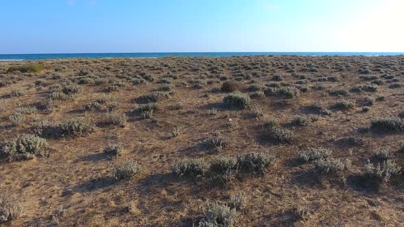 Natural Vegetation of Arid Desert on the African Coast by the Sea