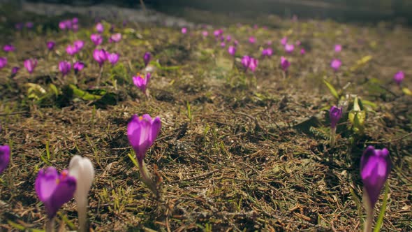 Flowers Violet Grass Park Mountains Blooming Plant Forest Green Sun Morning