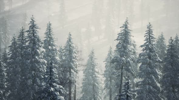 Winter Snow Covered Cone Trees on Mountainside