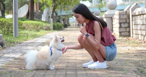 Pomeranian Dog Playing with Pet Owner at Outdoor