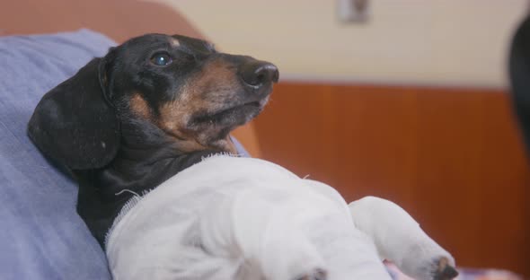 Unfortunate Bandaged Dachshund Dog is Lying in Hospital Ward After Accident While Veterinarian Puts