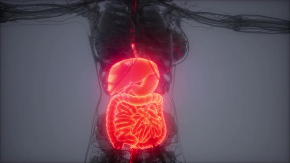 3d Illustration of Human Digestive System Parts and Functions