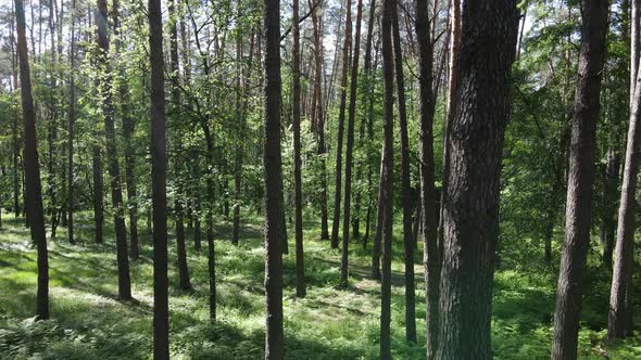 Trees in the Forest By Summer Day