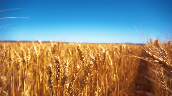 South Australian Wheat swaying in the breeze