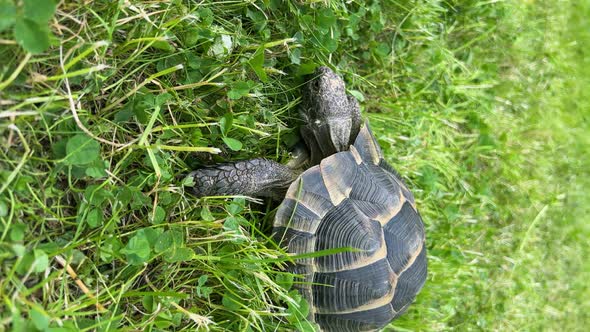 Vertical Shot of a Greek Tortoise Slowly Feeding on Green Grass