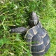 Vertical Shot of a Greek Tortoise Slowly Feeding on Green Grass - VideoHive Item for Sale
