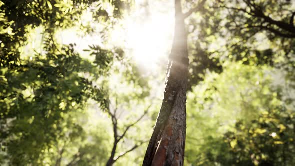 Rays of Bursting Sunlight in a Misty Forest