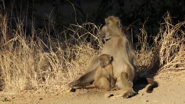 Chacma Baboon With Baby - Kruger National Park