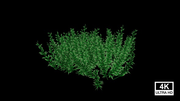 Knotweed Plants Growing alt