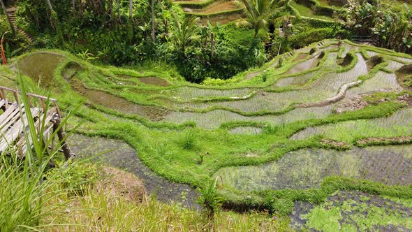 Tegallalang Rice Terraces In Ubud, Bali, Indonesia