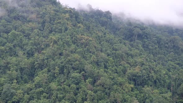 Landscape view of greenery rainforest mountains on foggy day