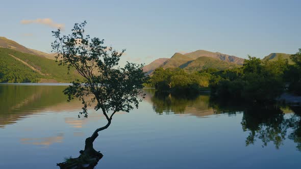 Tranquil Scenery At The Llyn Padarn Lake, with a perfect reflection of a tree in Snowdania Wales UK 