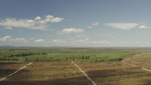 Establishing aerial of blueberry crop in fields overlooking vast expanse of nature stretching to hor