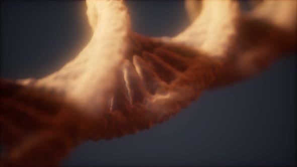 Loopable Structure of the DNA Double Helix Animation alt