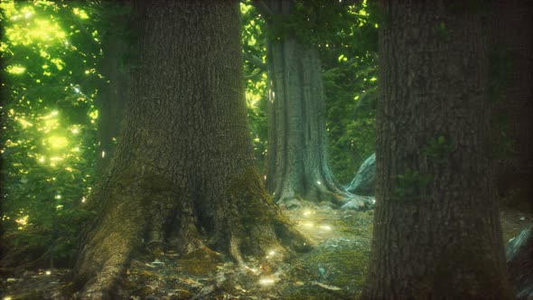 The Primeval Forest with Mossed Ground