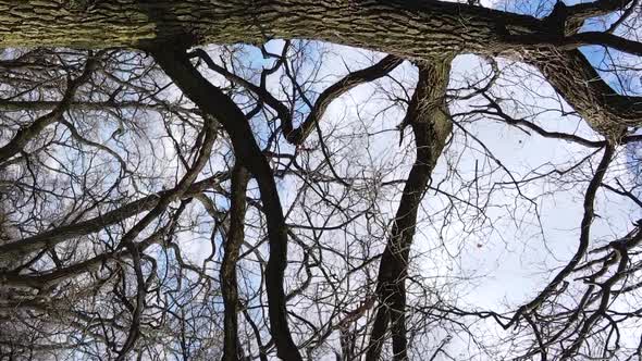 Vertical Video of the Forest with Trees Without Leaves