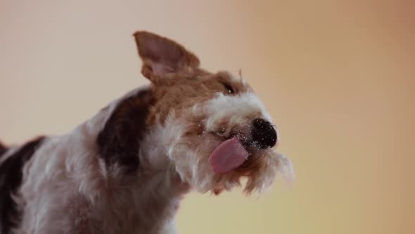 Bottom View of a Fox Terrier in the Studio Against a Yellow Orange Gradient Background. A Dog Licks