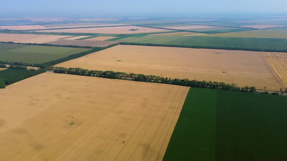 Aerial Drone View Yellow Wheat Field and Green Agricultural Field