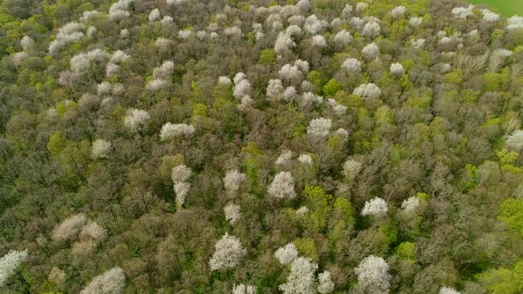 Flight Over the Spring Ukrainian Forest in April