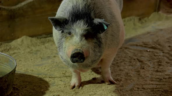 Close Up Cute Decorative Pig at Farm