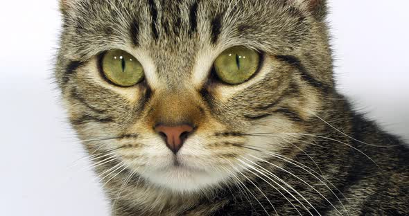 Brown Tabby Domestic Cat, Portrait of A Pussy On White Background, Close-up of Eyes and Mustache