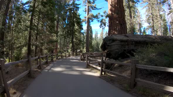 Walking among the giant sequoia trees in Kings Canyon National Park, USA