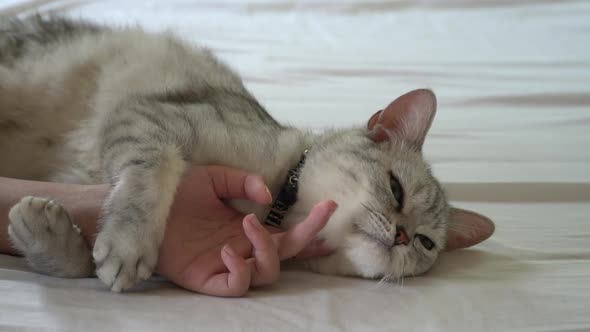 Asian Woman Hand Petting A Cat On White Bed